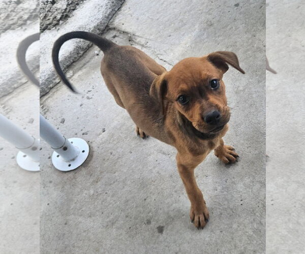 Medium Photo #2 Rottweiler-Unknown Mix Puppy For Sale in Tracy City, TN, USA