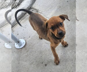 Waffles - Female Rottweiler-Unknown Mix Dog for Adoption - Photo #2