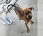 Small Photo #2 Rottweiler-Unknown Mix Puppy For Sale in Tracy City, TN, USA