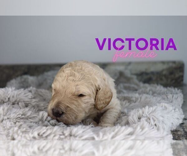 Medium Photo #4 Goldendoodle Puppy For Sale in NORTH LIBERTY, IN, USA