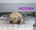 Small Photo #4 Goldendoodle Puppy For Sale in NORTH LIBERTY, IN, USA