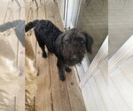 Small #1 Labrador Retriever Mix