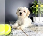 Small #4 Maltipoo