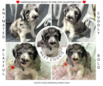 Small Photo #2 Sheepadoodle Puppy For Sale in BROOKSVILLE, FL, USA