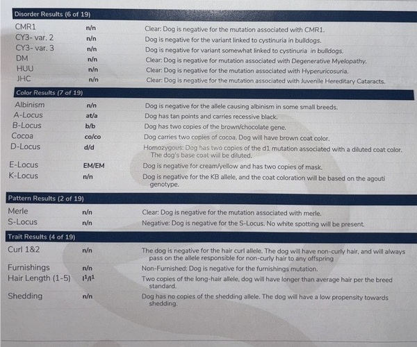 Medium Photo #4 French Bulldog Puppy For Sale in FRANKLIN, IN, USA