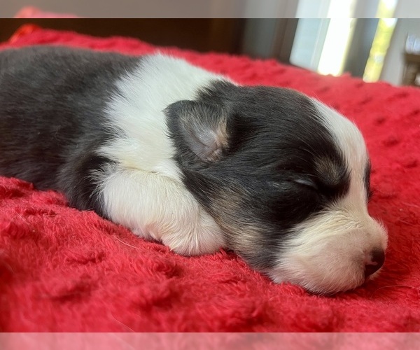 Medium Photo #5 Australian Shepherd Puppy For Sale in LODA, IL, USA