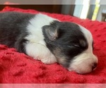 Small #4 Australian Shepherd