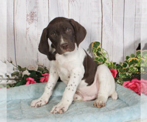 German Shorthaired Pointer Puppy for sale in PENNS CREEK, PA, USA