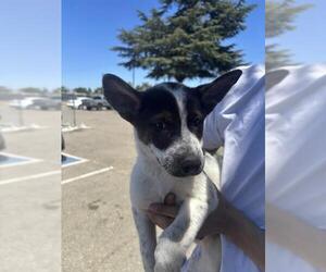 Mutt Dogs for adoption in Stockton, CA, USA