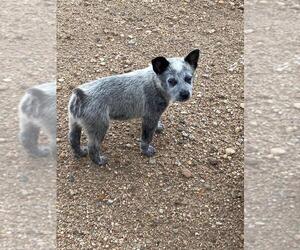 Australian Cattle Dog Puppy for Sale in BRIGGSDALE, Colorado USA