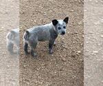 Image preview for Ad Listing. Nickname: Blue Boy