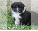 Image preview for Ad Listing. Nickname: Ringo