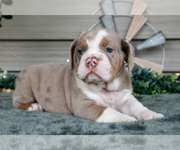 Medium Photo #20 Beabull Puppy For Sale in MILLERSBURG, OH, USA