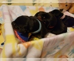 Small Photo #9 Doberman Pinscher Puppy For Sale in SAGINAW, MI, USA