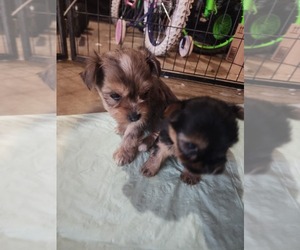 Yorkshire Terrier Puppy for sale in JOHNSON CITY, TN, USA