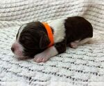 Puppy Puppy 4 Brittany
