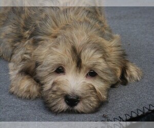 Havanese Puppy for sale in WILSON, NY, USA