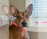Small #1 Chihuahua Mix