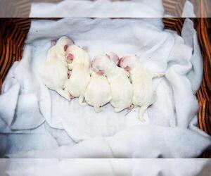 Maltese Puppy for sale in HAYWARD, CA, USA