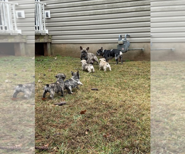 Medium Photo #5 French Bulldog Puppy For Sale in CULPEPER, VA, USA