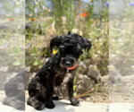 Small #9 Mutt