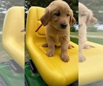 Puppy AKC Emma Golden Retriever