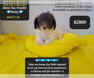 Poodle (Toy) Puppy for Sale in TUCSON, Arizona USA