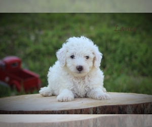 Poodle (Miniature) Puppy for sale in BLUFORD, IL, USA