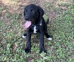 Puppy Blue Collar Lab-Pointer