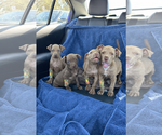 Small #11 Labrador Retriever Mix
