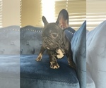 Small #46 French Bulldog