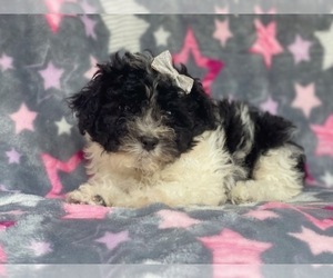 Cavachon-ShihPoo Mix Puppy for sale in LAKELAND, FL, USA