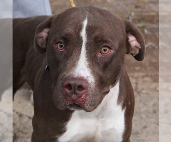 Medium Photo #2 American Pit Bull Terrier-Chocolate Labrador retriever Mix Puppy For Sale in Yoder, CO, USA