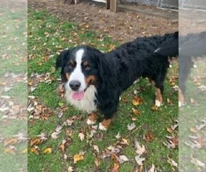 Father of the Bernese Mountain Dog puppies born on 10/27/2023