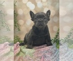 Small Photo #4 French Bulldog Puppy For Sale in FOLSOM, CA, USA
