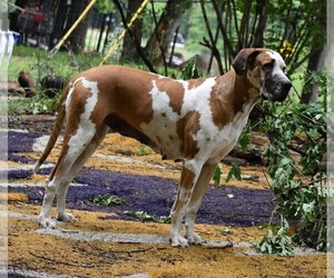 Mother of the Great Dane puppies born on 10/27/2025
