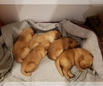 Small Photo #12 Golden Retriever Puppy For Sale in CLAREMORE, OK, USA