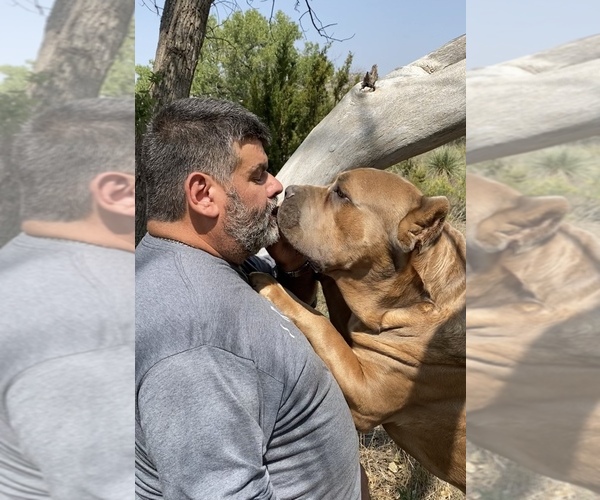 Medium Photo #18 Cane Corso Puppy For Sale in AMARILLO, TX, USA