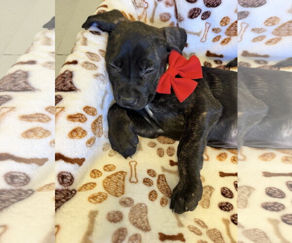 Medium Photo #2 Mutt Puppy For Sale in Goodyear, AZ, USA