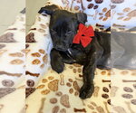 Small #1 Mutt