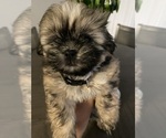 Puppy Puppy 2 Shih Tzu