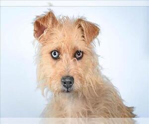 Cairn Terrier-Unknown Mix Dogs for adoption in Fort Collins, CO, USA