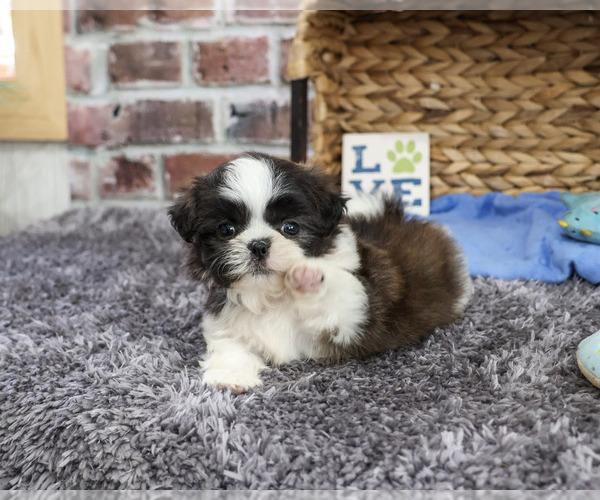 Medium Photo #1 Shih Tzu Puppy For Sale in SYRACUSE, IN, USA