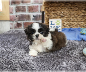 Shih Tzu Puppy for sale in SYRACUSE, IN, USA