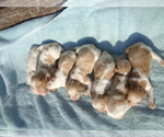 Small Photo #4 Brittany Puppy For Sale in CULPEPER, VA, USA
