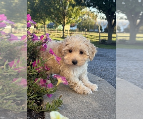 Medium Photo #5 Coton de Tulear-Poodle (Toy) Mix Puppy For Sale in CANOGA, NY, USA
