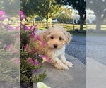 Small #4 Coton de Tulear-Poodle (Toy) Mix