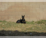 Small #18 Doberman Pinscher