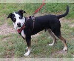 Small #1 Mutt