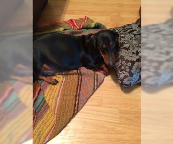 Medium Photo #1 Dachshund Puppy For Sale in SHALLOTTE, NC, USA